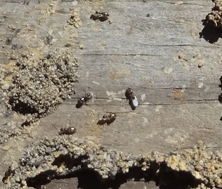 ants raiding termites